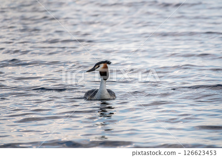 The waterfowl bird Great Crested Grebe swimming in the calm lake 126623453