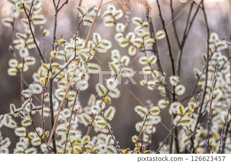 Nature awakes in spring. Blooming willow twigs and furry willow-catkins, so called seals or cats. Holly willow, Salix caprea Nature awakes in spring. Blooming willow twigs and furry willow-catkins, so called seals or cats. Holly willow, Salix caprea 126623457