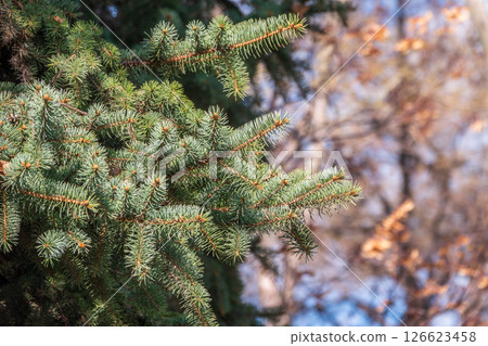 Closeup of fir branches with young buds. Spring nature concept. Fir branches with fresh shoots 126623458
