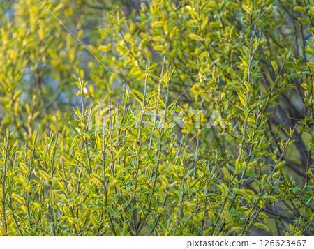 Nature awakes in spring. Blooming willow twigs and furry willow-catkins, so called seals or cats. Holly willow, Salix caprea Nature awakes in spring. Blooming willow twigs and furry willow-catkins, so called seals or cats. Holly willow, Salix caprea 126623467
