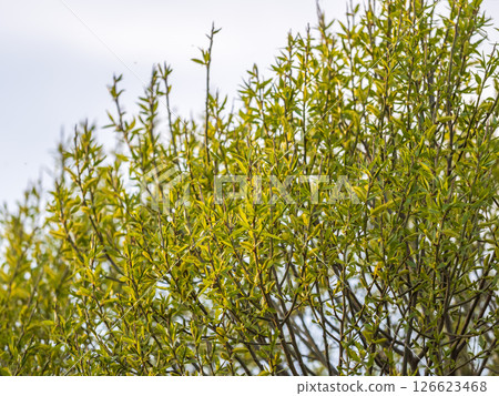 Nature awakes in spring. Blooming willow twigs and furry willow-catkins, so called seals or cats. Holly willow, Salix caprea Nature awakes in spring. Blooming willow twigs and furry willow-catkins, so called seals or cats. Holly willow, Salix caprea 126623468