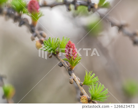Larch tree fresh pink cones blossom at spring on nature background 126623473
