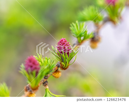 Larch tree fresh pink cones blossom at spring on nature background 126623476
