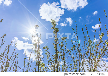 spring rose hips, dog-rose with fresh young foliage, leaves have just blossomed, against the background of a blue spring sky spring rose hips, dog-rose with fresh young foliage, leaves have just blossomed, against the background of a blue spring sky 126623482