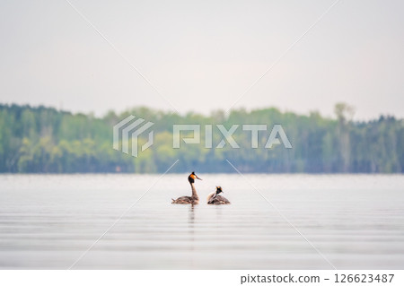 Mating games of two water birds Great Crested Grebes. Two waterfowl birds Great Crested Grebes swim in the lake with heart shaped silhouette 126623487