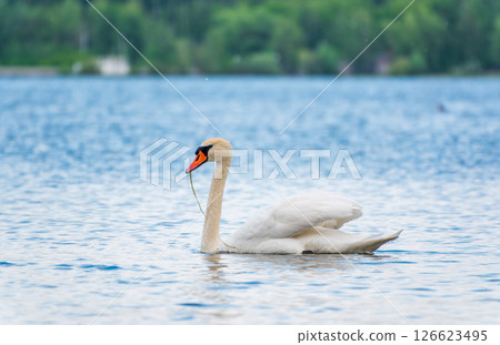 Graceful white Swan swimming in the lake, swans in the wild. Portrait of a white swan swimming on a lake. 126623495
