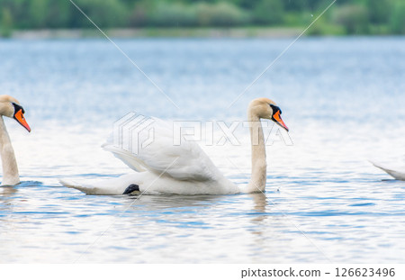 Graceful white Swan swimming in the lake, swans in the wild. Portrait of a white swan swimming on a lake. 126623496