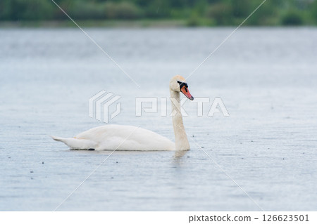 Graceful white Swan swimming in the lake, swans in the wild. Portrait of a white swan swimming on a lake. Graceful white Swan swimming in the lake, swans in the wild. Portrait of a white swan swimming on a lake. 126623501