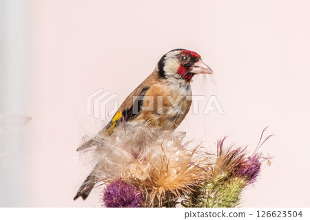 European goldfinch, feeding on the seeds of thistles. Carduelis carduelis. European goldfinch, feeding on the seeds of thistles. Carduelis carduelis. 126623504