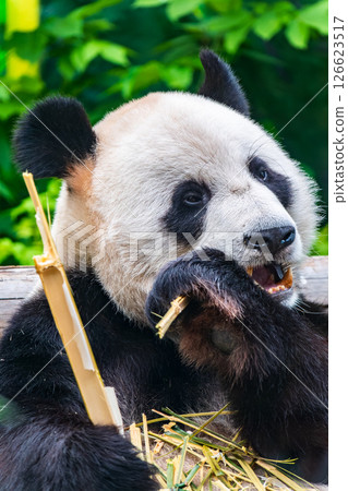 The Giant Panda Bear sits while eating a bamboo stalk The Giant Panda Bear sits while eating a bamboo stalk 126623517
