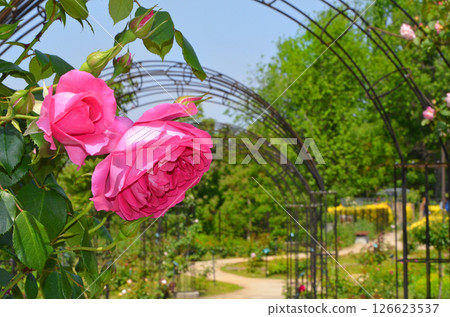 玫瑰粉紅色 126623537