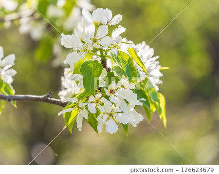 White blossoming apple trees in the sunset light. Spring season, spring colors. 126623679