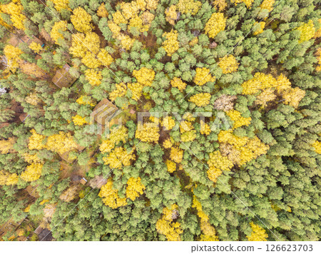 Aerial drone view of stunning colorful autumn fall forest. 126623703