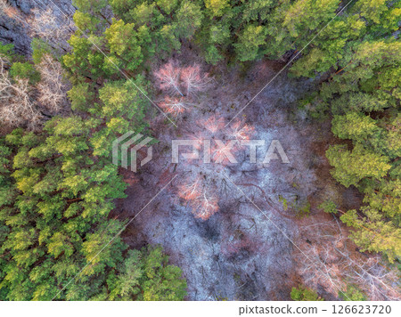 Aerial drone view of stunning colorful autumn fall forest. 126623720