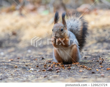 Squirrel in autumn hides nuts on the green grass with fallen yellow leaves 126623724