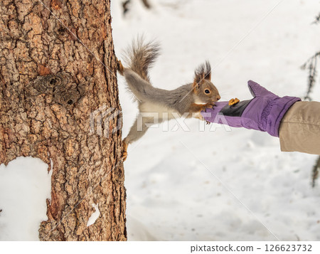 Girl feeds a squirrel with nuts at winter. Caring for animals in winter or autumn. Girl feeds a squirrel with nuts at winter. Caring for animals in winter or autumn. 126623732