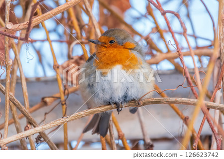 Cute bird the European Robin, Erithacus rubecula. sitting on the tree branch in winter. Cute bird the European Robin, Erithacus rubecula. sitting on the tree branch in winter. 126623742