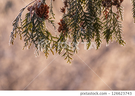 Autumn Thuja branches in the sunset light. Autumn Thuja branches in the sunset light. 126623743