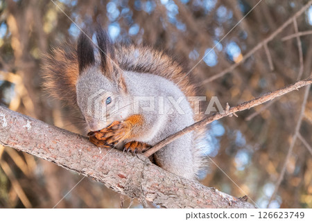 The squirrel with nut sits on tree in the winter or late autumn 126623749
