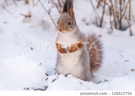 Portrait of a squirrel in winter on white snow background 126623750