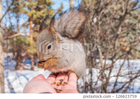 Squirrel eats nuts from a man's hand. Caring for animals in winter or autumn. 126623759