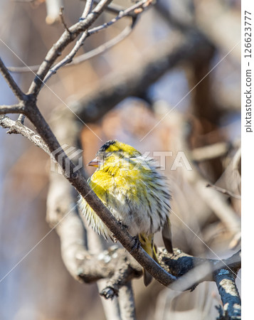 Eurasian siskin male, latin name spinus spinus, sitting on branch of tree. Cute little yellow songbird. Eurasian siskin male, latin name spinus spinus, sitting on branch of tree. Cute little yellow songbird. 126623777