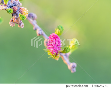 Larch tree fresh pink cones blossom at spring on nature background Larch tree fresh pink cones blossom at spring on nature background 126623780