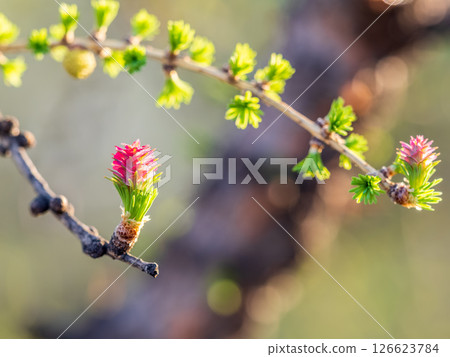 Larch tree fresh pink cones blossom at spring on nature background 126623784
