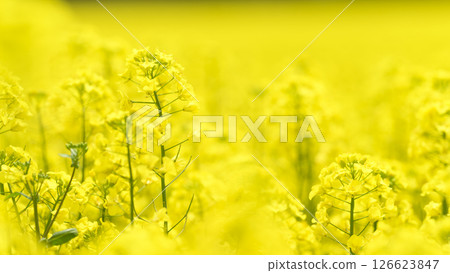 強姦在盛開的花田 126623847