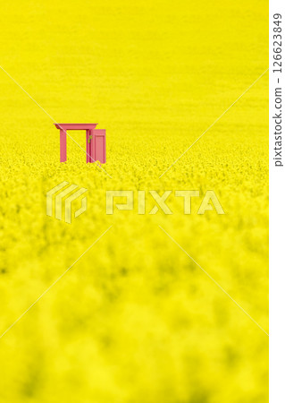A blooming rapeseed field and a pink door A blooming rapeseed field and a pink door 126623849