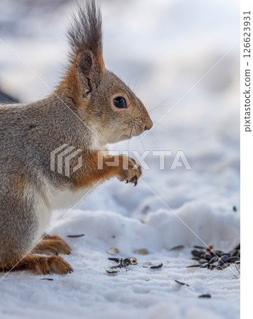 The squirrel in winter sits on white snow. The squirrel in winter sits on white snow. 126623931