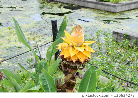 Chinese yellow banana Chinese yellow banana 126624272