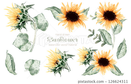 A set of watercolor sunflower flowers 126624311