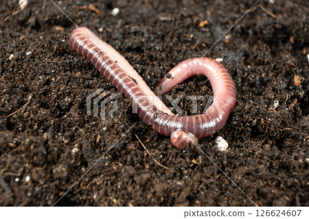 Macro Shot of Earthworm on Moist Soil Surface Macro Shot of Earthworm on Moist Soil Surface 126624607