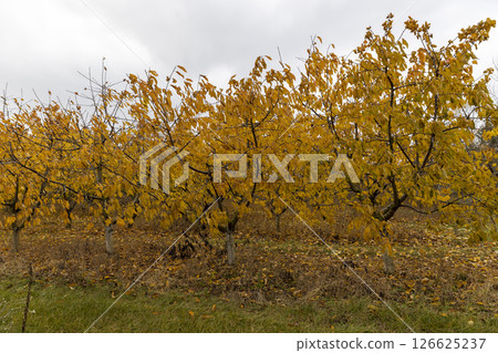 beautiful cherry trees in the orchard in the autumn season beautiful cherry trees in the orchard in the autumn season 126625237