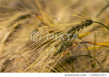 production of agricultural rye plants, closeup production of agricultural rye plants, closeup 126625251
