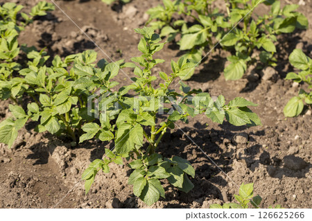 potato in the spring , potato foliage in the agricultural field potato in the spring , potato foliage in the agricultural field 126625266