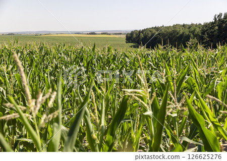agricultural field where corn crops are grown with flowers against a clear sky, forest and sky 126625276
