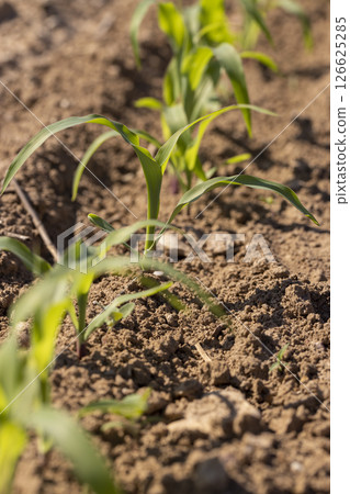 green corn in the field on a sunny day, new shoots of young corn in the field are illuminated by sunlight from behind green corn in the field on a sunny day, new shoots of young corn in the field are illuminated by sunlight from behind 126625285