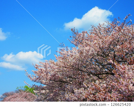Beautiful scenery of Somei-Yoshino cherry blossoms at Urban Agricultural Park (Adachi Ward, Tokyo) (photographed in 2025) Beautiful scenery of Somei-Yoshino cherry blossoms at Urban Agricultural Park (Adachi Ward, Tokyo) (photographed in 2025) 126625420