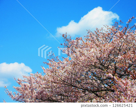 都市農業公園（東京都足立區）的染井吉野櫻花美景（2025年拍攝） 126625421