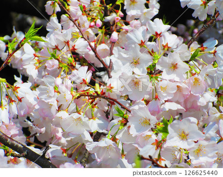 都市農業公園（東京都足立區）的染井吉野櫻花美景（2025年拍攝） 126625440