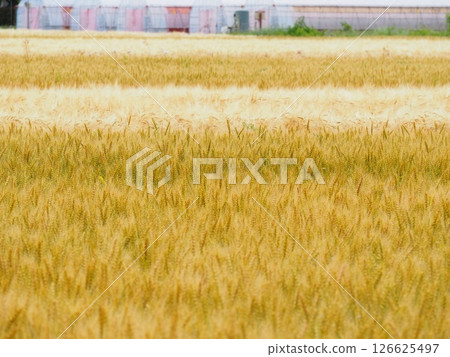 Wheat field near harvest 126625497