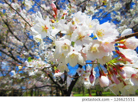 舍人公園(東京都足立區)的染井吉野櫻花美景(2025年拍攝) 舍人公園(東京都足立區)的染井吉野櫻花美景(2025年拍攝) 126625551