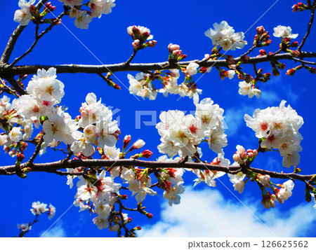 舍人公園(東京都足立區)的染井吉野櫻花美景(2025年拍攝) 舍人公園(東京都足立區)的染井吉野櫻花美景(2025年拍攝) 126625562