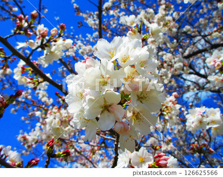 Beautiful scenery of Somei-Yoshino cherry blossoms at Toneri Park (Adachi Ward, Tokyo) (photographed in 2025) 126625566
