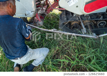Rice reaping 126625660