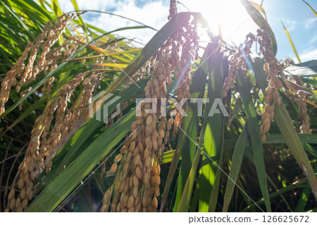 Rice cultivation 126625672