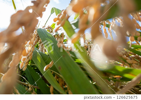 Rice cultivation Rice cultivation 126625675