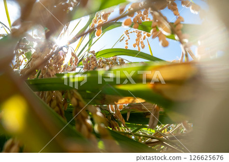 Rice cultivation Rice cultivation 126625676